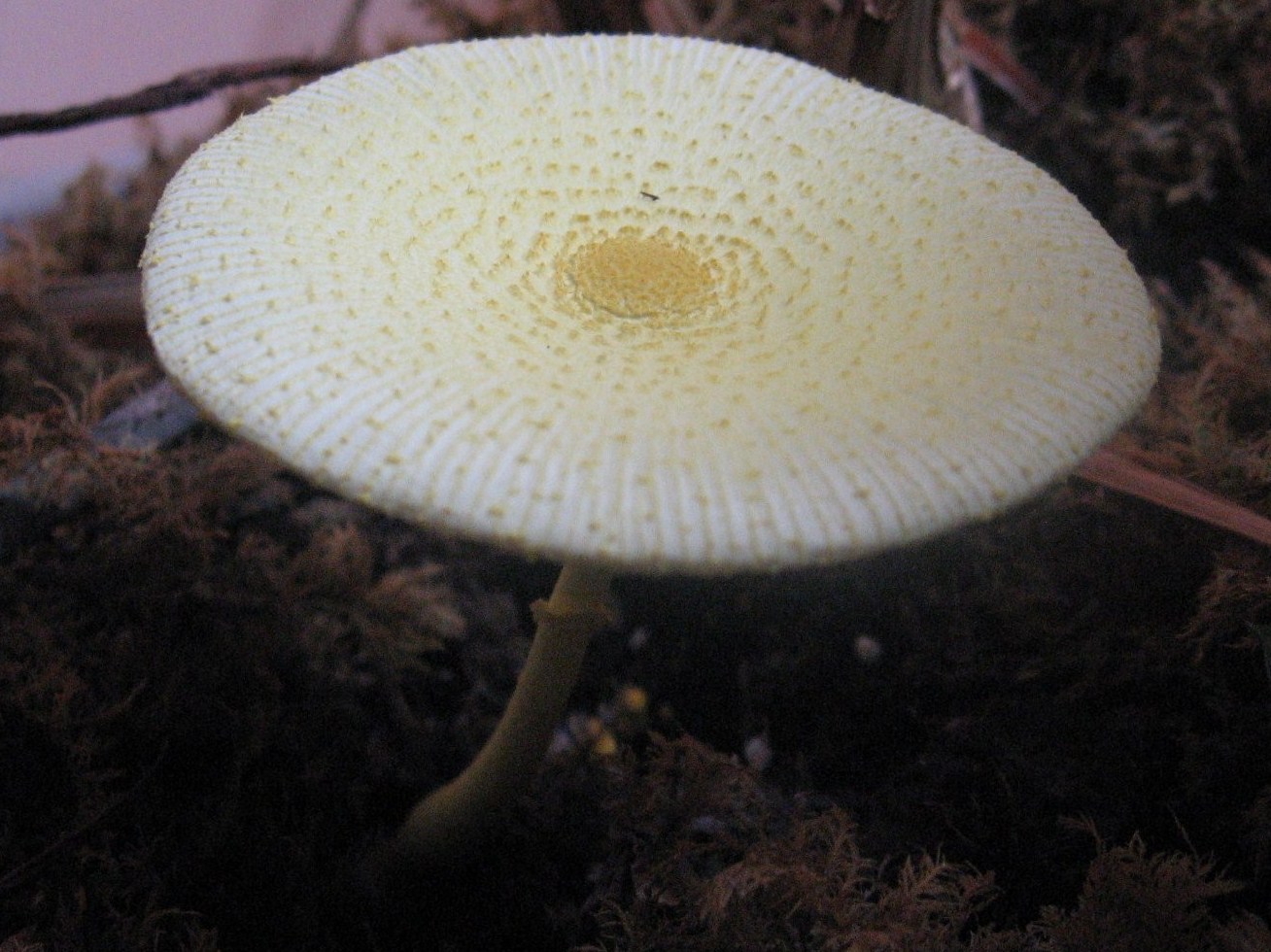 funghi nel vaso - Leucoprinus birnbaumii  (Corda) Singer